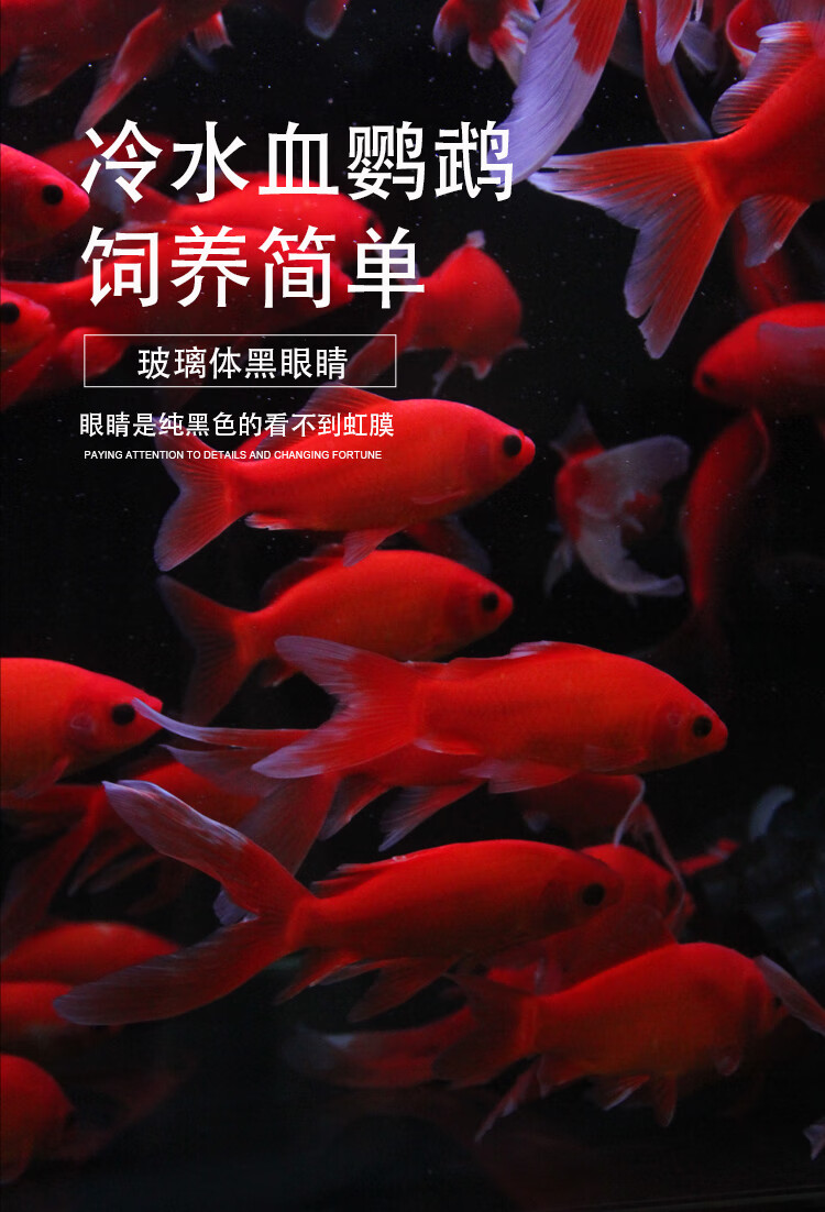 冷水鸚鵡魚魚黃金龍鳳錦鯉魚黑草金風水魚蝶尾金魚冷水發財魚89釐米