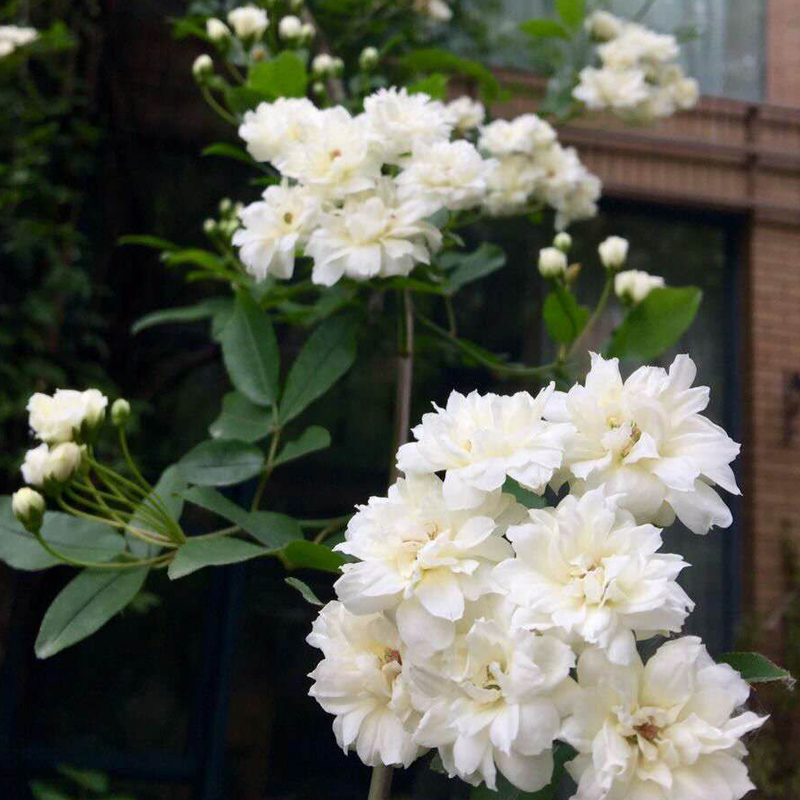 白木香花苗七里香盆栽爬藤植物浓香甜蜜红黄木香四季庭院花卉开花白木