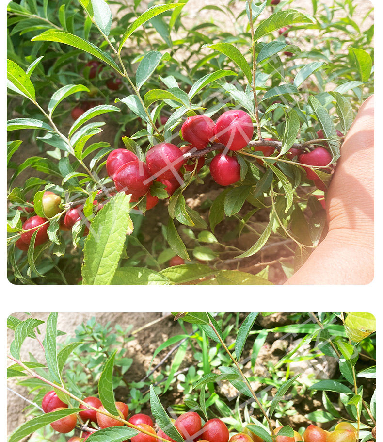 新鲜水果野生中华钙果不常见的稀有罕见水果欧李孕妇酸果可做酵素