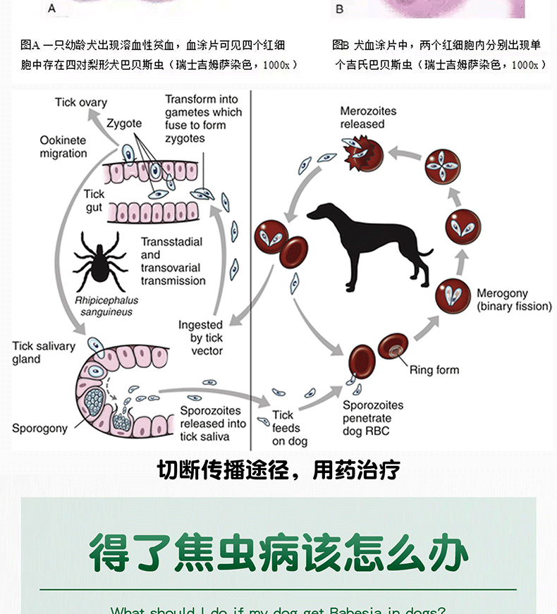 官方授权真假可查dm马师皇血虫醌阿托伐醌治疗犬血虫巴贝斯虫焦虫病