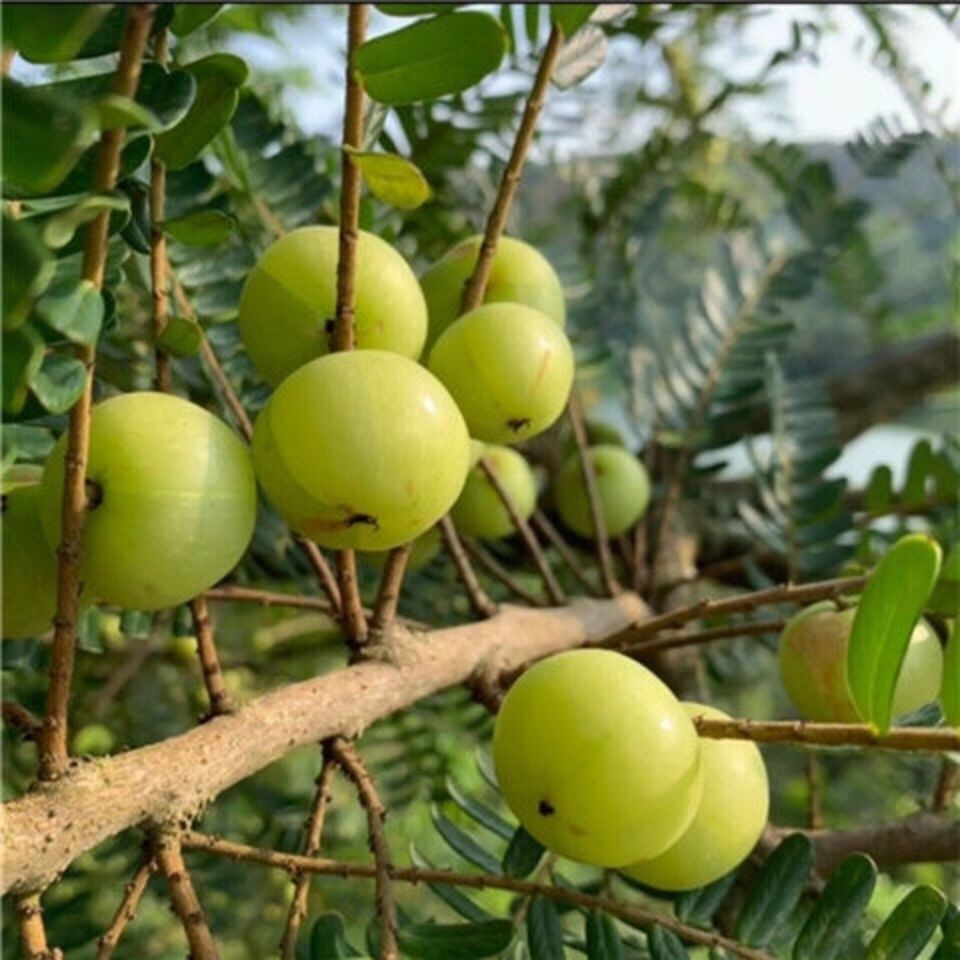 新鮮發貨油甘果牛甘果餘甘果油柑果新鮮奶茶榨汁油甘