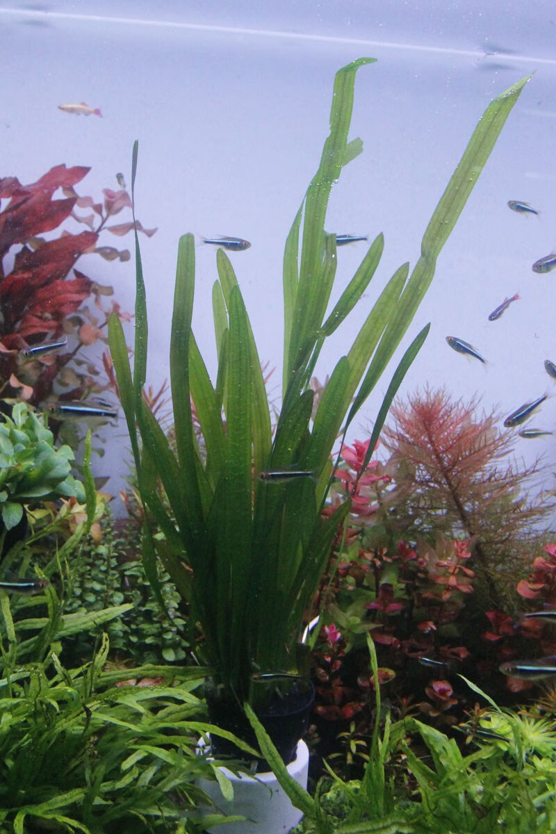 大水兰线叶谷精泰国水剑细叶水兰迷你小水兰水下叶针叶皇冠后景草