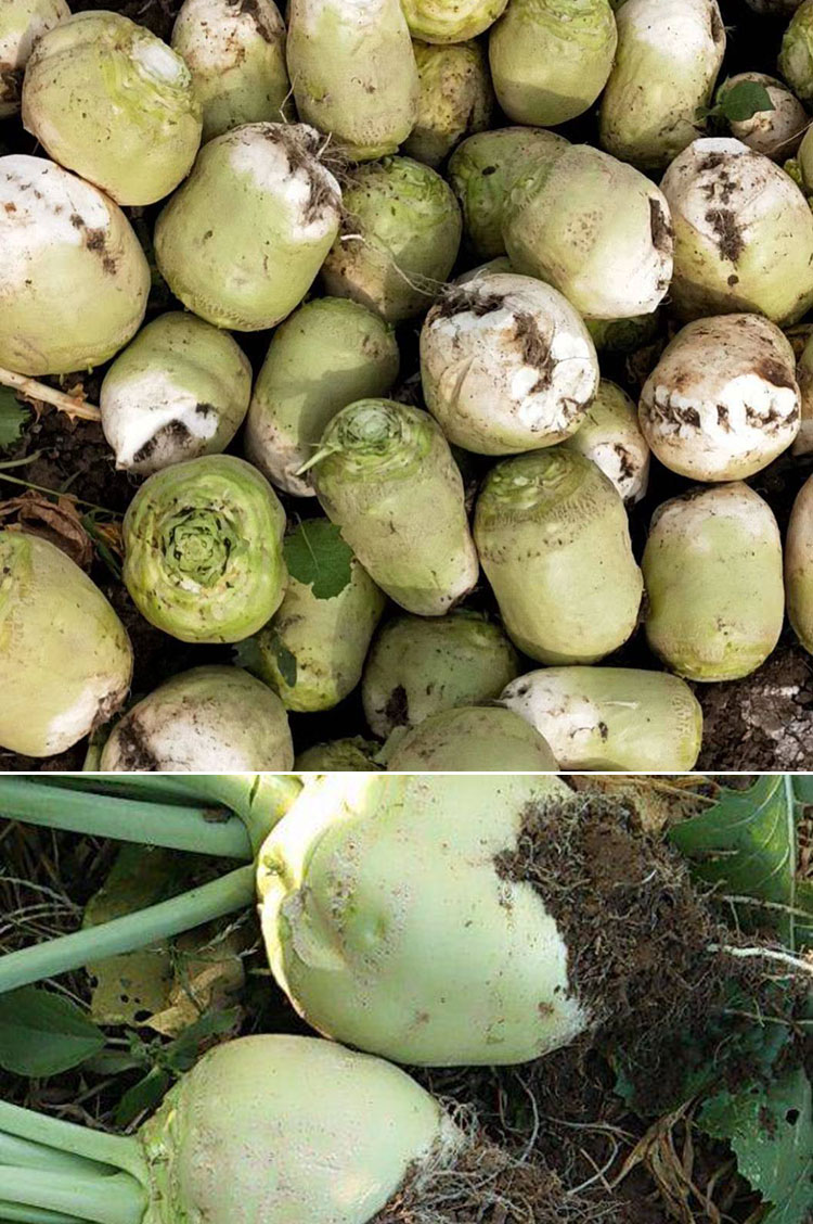 光頭芥菜種子特大辣菜疙瘩大頭菜種籽秋季四季播農家菜園蔬菜種孑圓