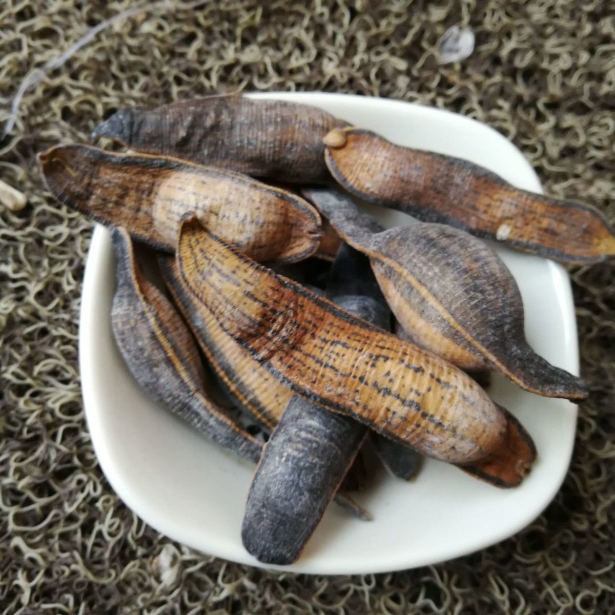 中药材炙水蛭炒水蛭烫水蛭干货炙水蛭制水蛭虫类大全100克炙水蛭