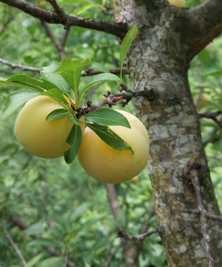 黄金李子树苗 黄布林李子苗 嫁接李子树苗南非黄金李子苗当年结果 3年