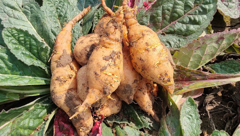 鲜地黄焦作怀地黄地黄根新鲜地黄种子生地黄 5斤装(35-40个)【图片