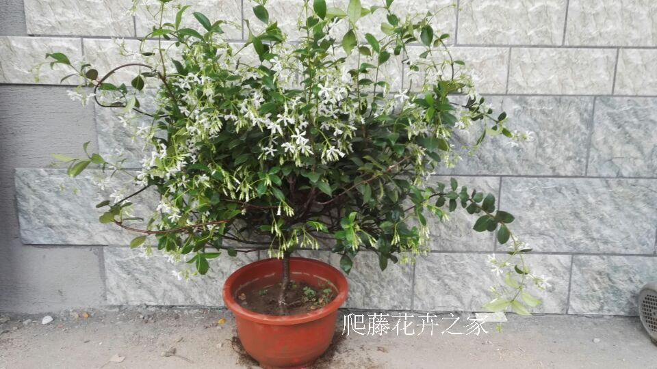 风车茉莉 万字银丝金丝茉莉爬藤植物四季常绿 茉莉花盆栽 两年苗当年