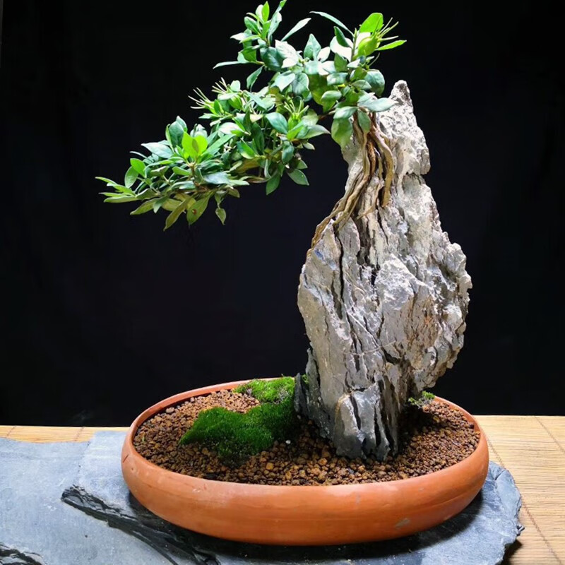 青龙石造景石天然假山树抱石装饰摆件盆景造景树包石微景观附树石