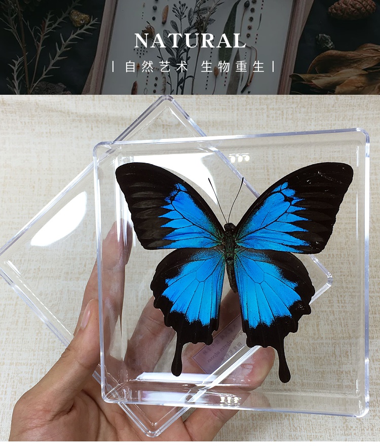 昆虫蝴蝶标本 展翅蝴蝶标本立体透明盒装摆件真昆虫学生教学礼品家居
