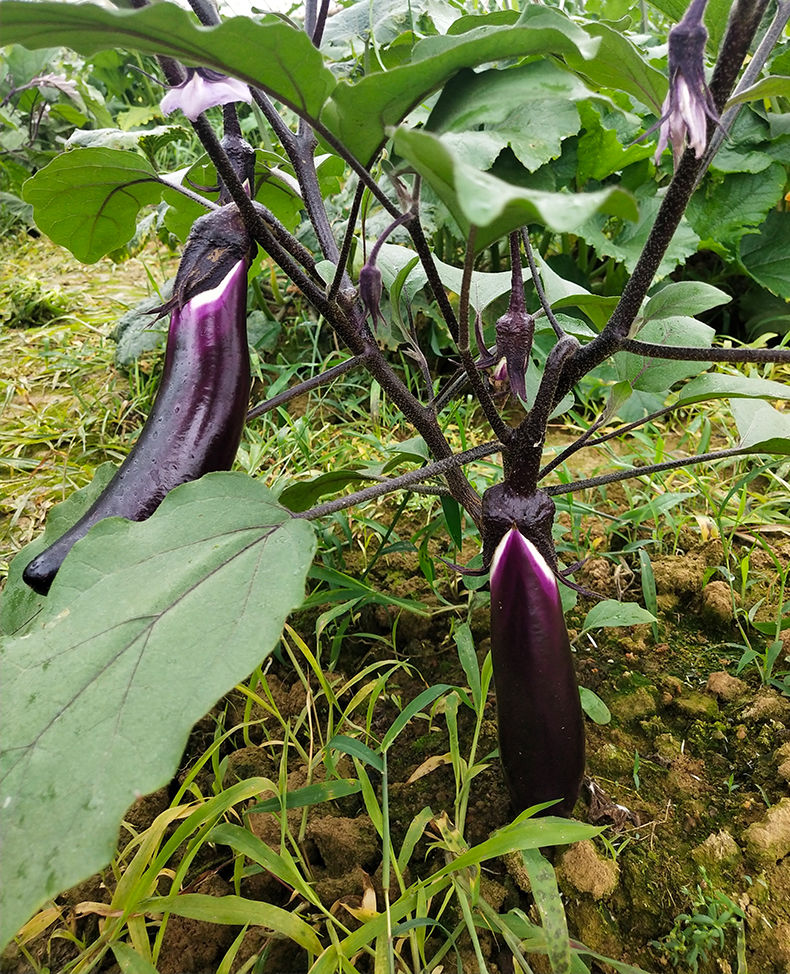 湖南农家新鲜茄子 邵阳农户自种植乡下本地季节蔬菜紫茄子 长茄子