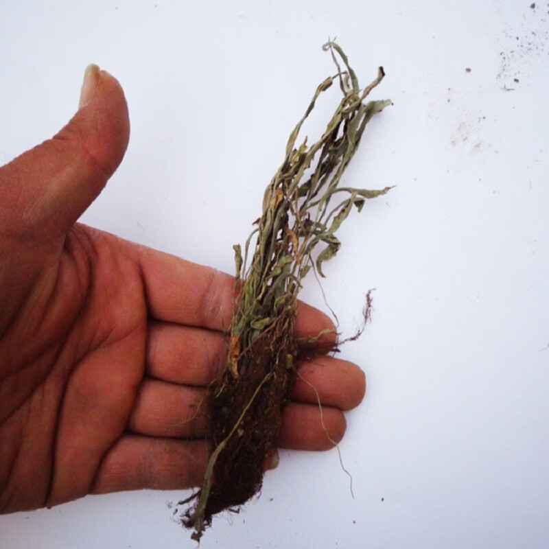 北京同仁堂 马蹬草 中药材 过桥草 还阳草 小石韦 内廷上用 25-500克