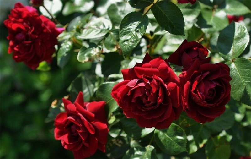 花仙知 海格瑞大花藤本月季花苗红色爬藤大苗玫瑰阳台庭院爬墙花卉