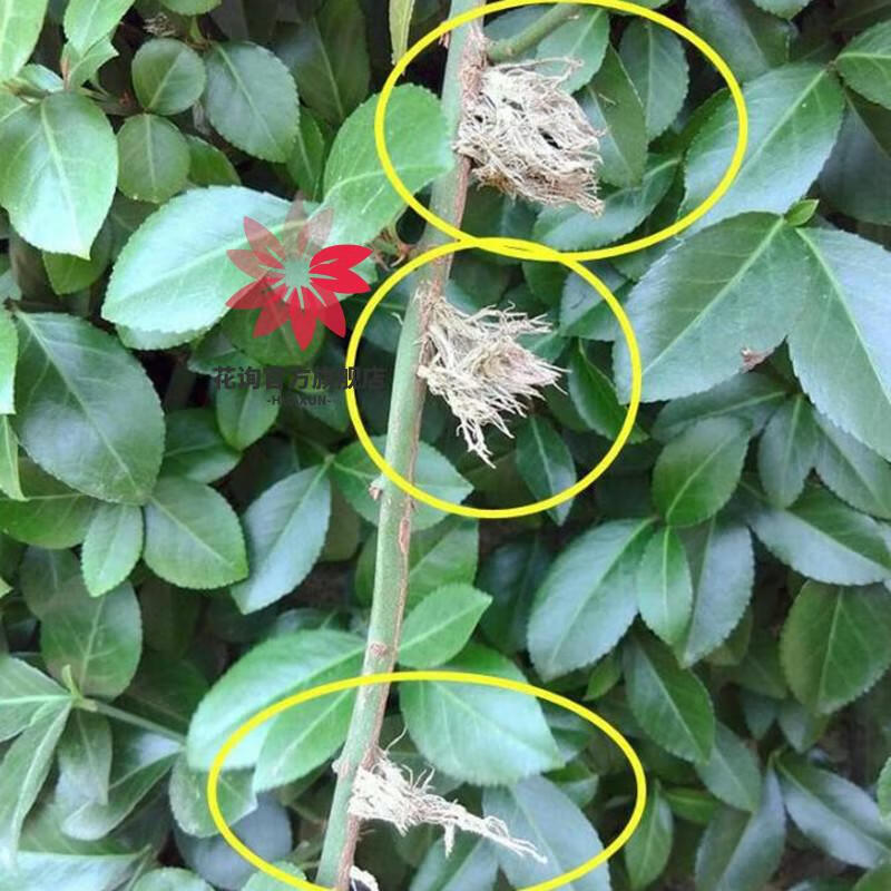 花询扶芳藤攀援花卉爬藤盆栽地栽大小叶扶芳藤苗四季常绿生长速度超快