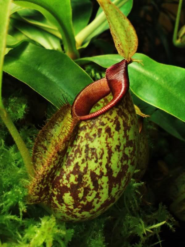 磐阙*磐阙上新食虫植物-黛瑞安娜猪笼草【小苗 促销 大型猪笼草】新品