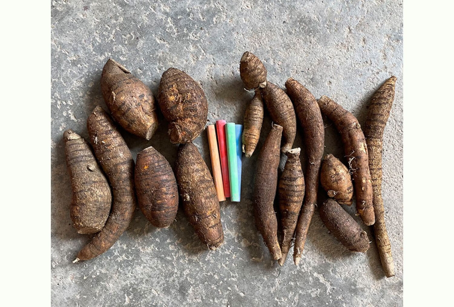 【中大号薯 】新鲜野生牛大力口感甘甜现挖药材煲汤泡酒材料500克