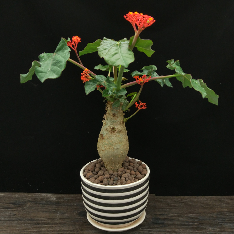 佛肚海棠盆栽植物大肚海棠花苗庭院阳台绿植美观净化空气盆景卡通小猫