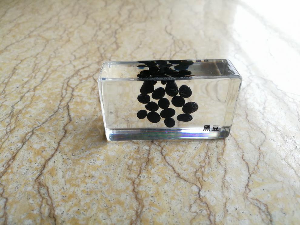 透明树脂包埋 昆虫 植物 种子标本 鱼 幼儿认知玩具 小学生物教学sx