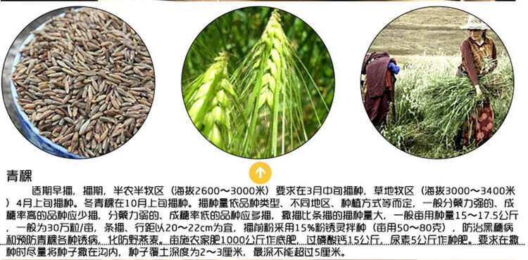 榨汁小麦草种子大小麦苗燕麦种子荞麦黑小麦猫草种子绿色麦芽糖籽小米