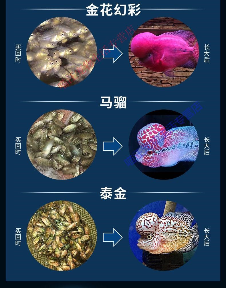 罗汉鱼鱼苗活体起头大苗红马亚成热带观赏鱼小型淡水鱼好养活 【高