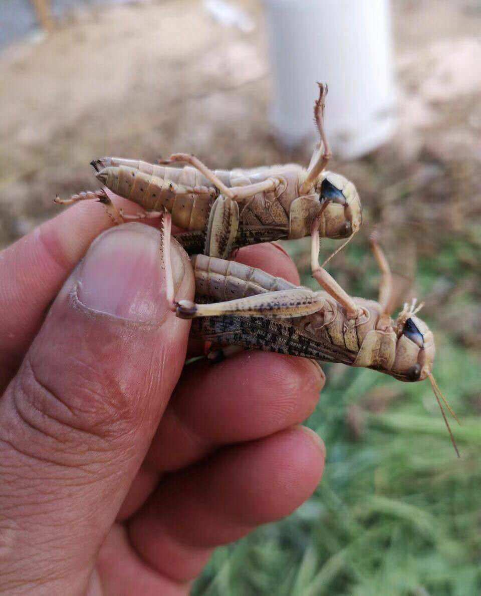 荣郁活体蝗虫活体蚂蚱活体蚱蜢 画眉鸟宠物食用活虫 活体发货 3-5厘米
