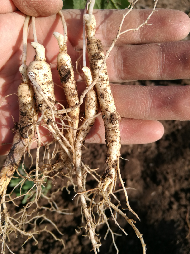室内盆栽参苗 野山参种子苗 高丽参苗庭院种植西洋参种苗 野山参苗 肥