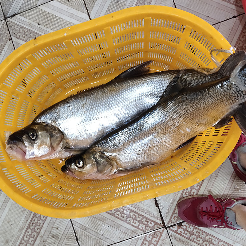 御泸鲜湘生鲜店特大超大翘嘴鱼米翘米级鲜活现杀淡水鱼大白刁湖北特产