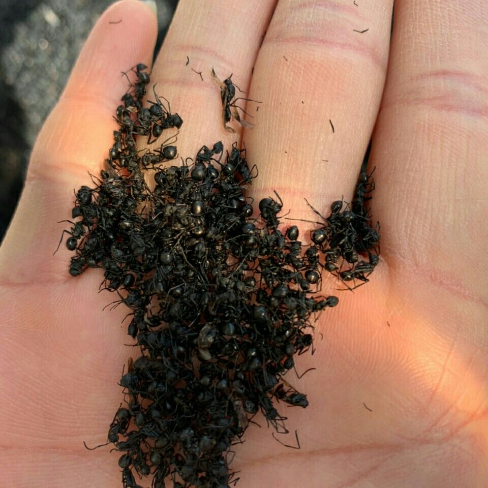 黑蚂蚁干各规格养生中药材泡酒长白山大黑蚂蚁可打粉 20克试用装