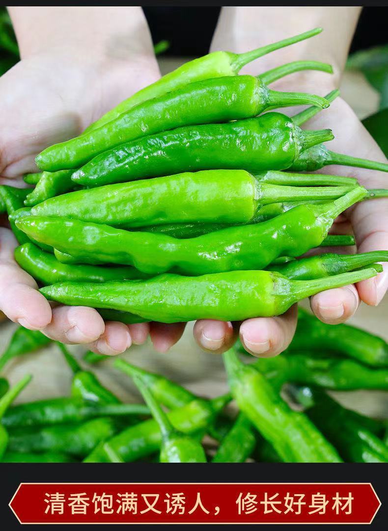 新鲜辣椒特辣青线椒现摘杭椒当季蔬菜巨辣批发 农家青杭椒(中辣) 新鲜