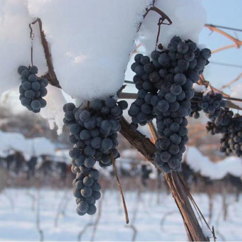 冬葡萄苗 北冰红葡萄树苖双红冰葡萄树苗冬天不下架爬藤耐寒山葡萄
