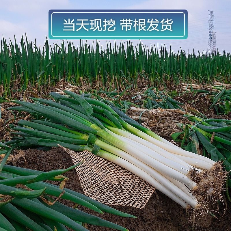 【山东大葱】山东新鲜大葱铁杆大葱 非 现挖现发 5斤【精品装】去皮去
