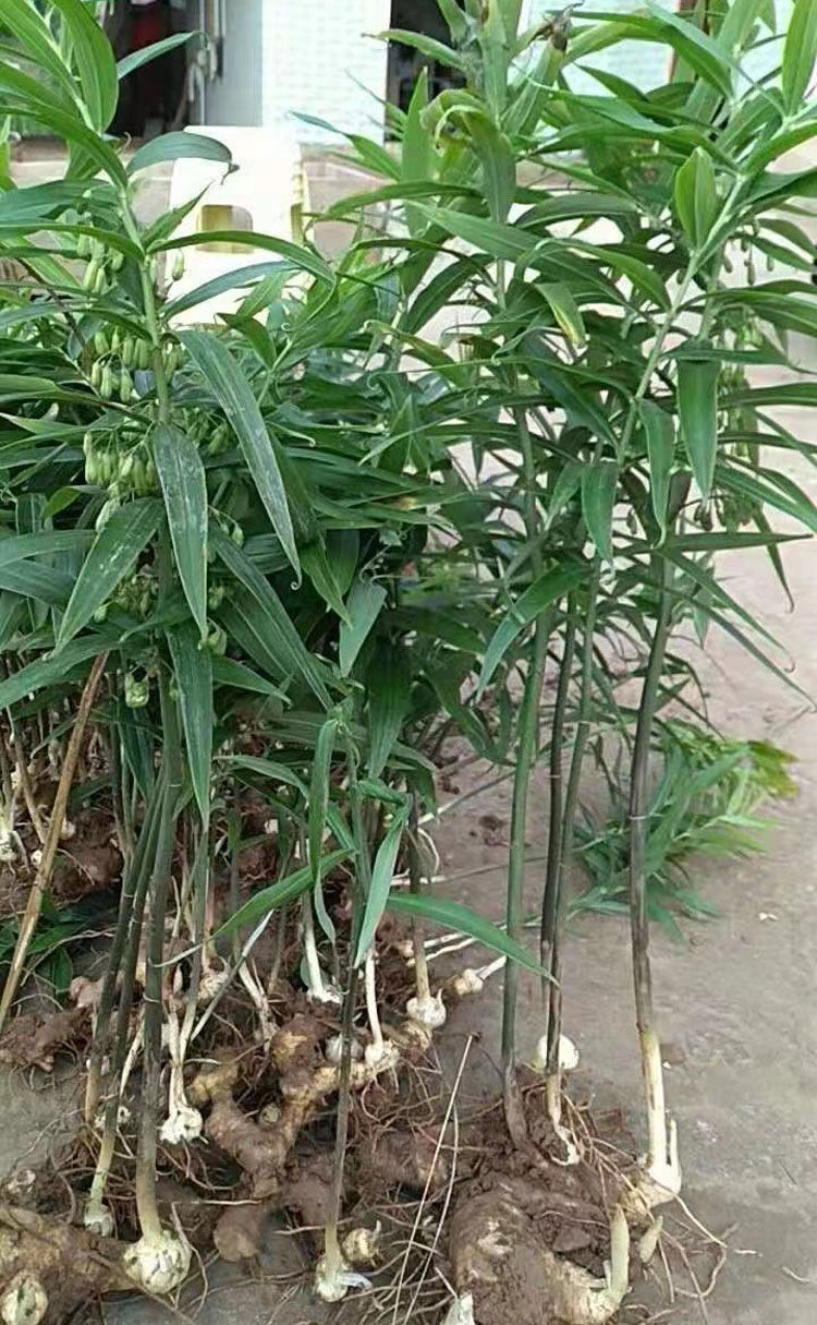 伟博四川新鲜现挖黄精老虎姜 5-8年黄精 鸡头参大黄姜 食用煲汤 3斤