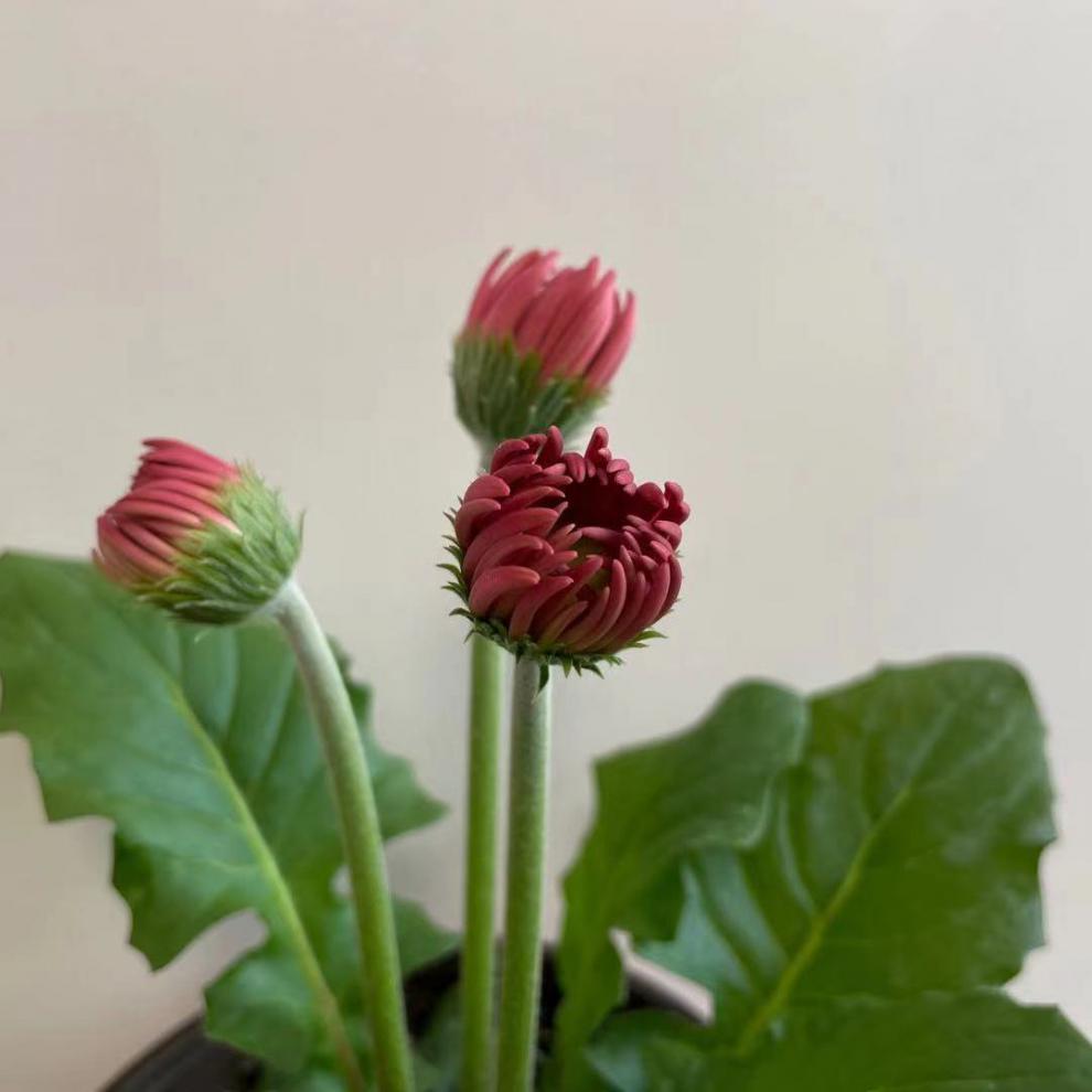 非洲菊盆栽扶郎花太阳花重瓣多年生带花苞家居室内外鲜花植物 玫红色