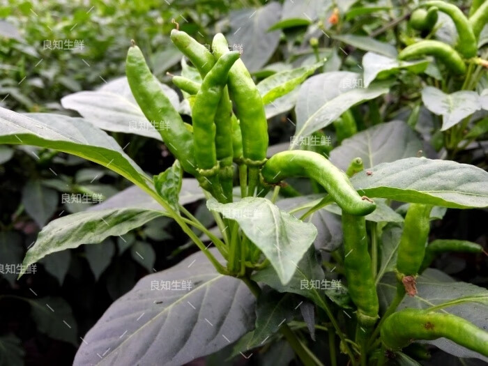 四川新鲜辣椒小米辣椒超辣土红椒朝天椒小尖椒健康轻食25kg5斤装