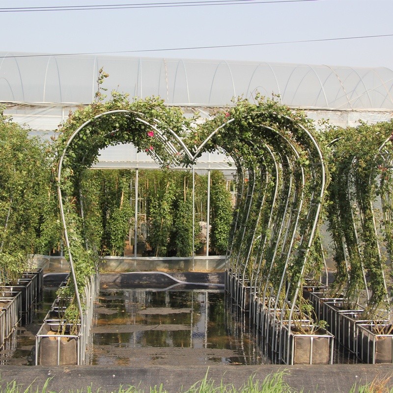 月季花苗藤本球型爬藤蔷薇多季开花欧月庭院植物花卉拱门花墙老桩造型