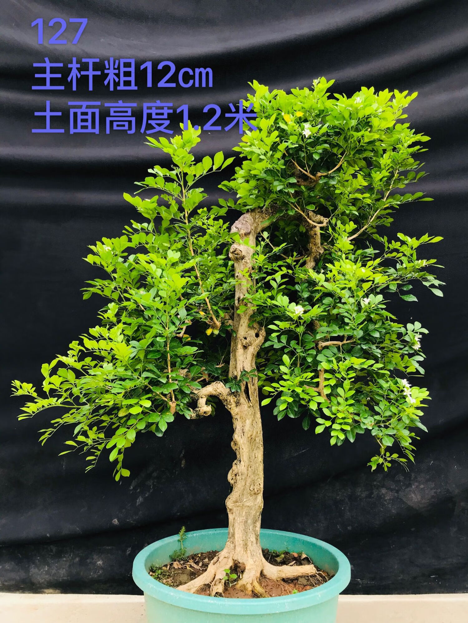 鹿凌青 造型九里香老桩千里香盆栽树桩大型室内室外阳台庭院高端盆景