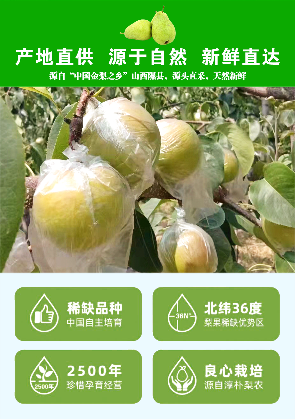 侯马馆维皇山西隰县玉露香梨当季新鲜精品果山西酥梨脆梨应季新鲜特产