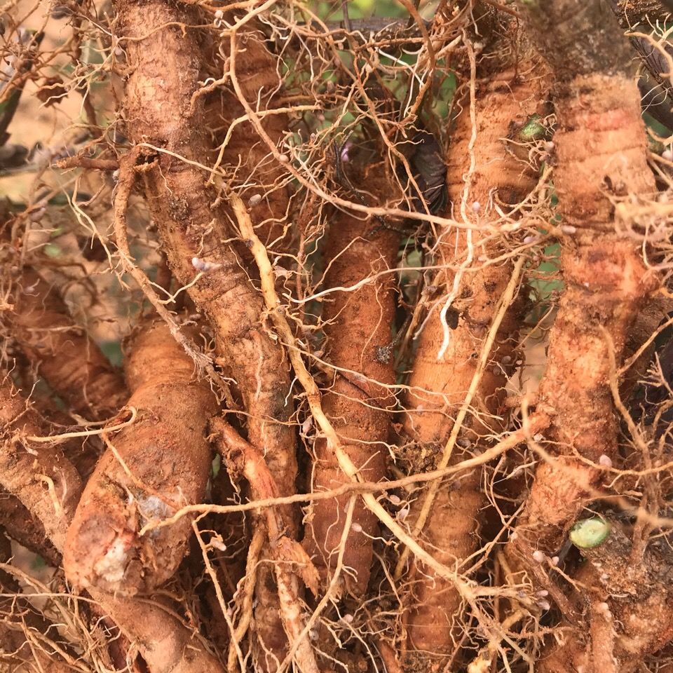 野生新鲜含羞草 红骨含羞草根 红茎骨感应草怕羞草根 纯根500克【图片