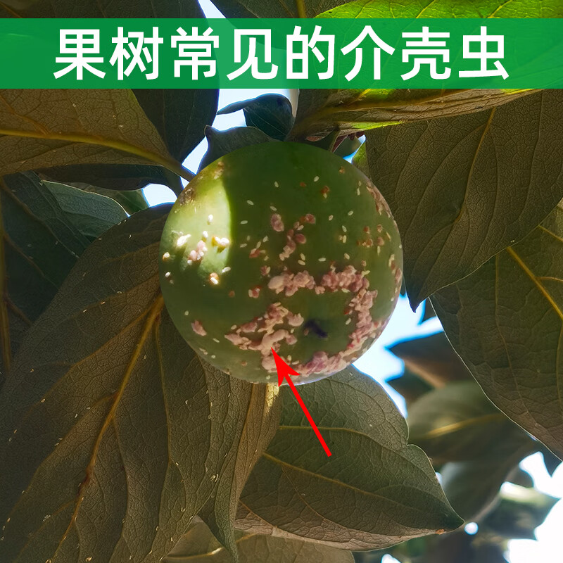 蚧壳虫专用药蚧必治噻嗪酮介壳虫花卉柑橘柿子果树多肉农药杀虫剂200g