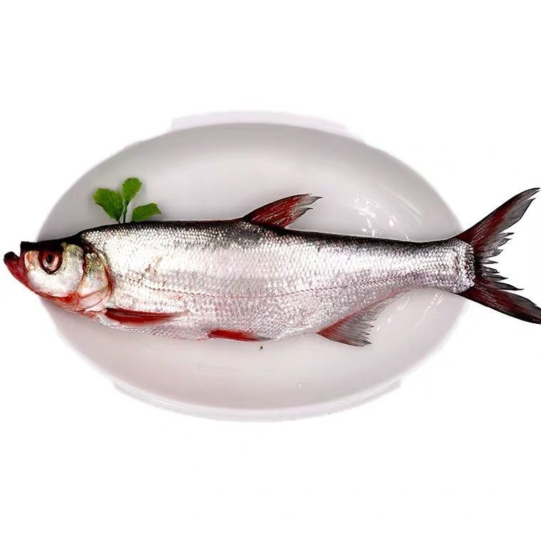 【御泸鲜湘】 千岛湖纯野翘嘴鱼大白条鲜活大米级新鲜现杀淡水鱼噘嘴