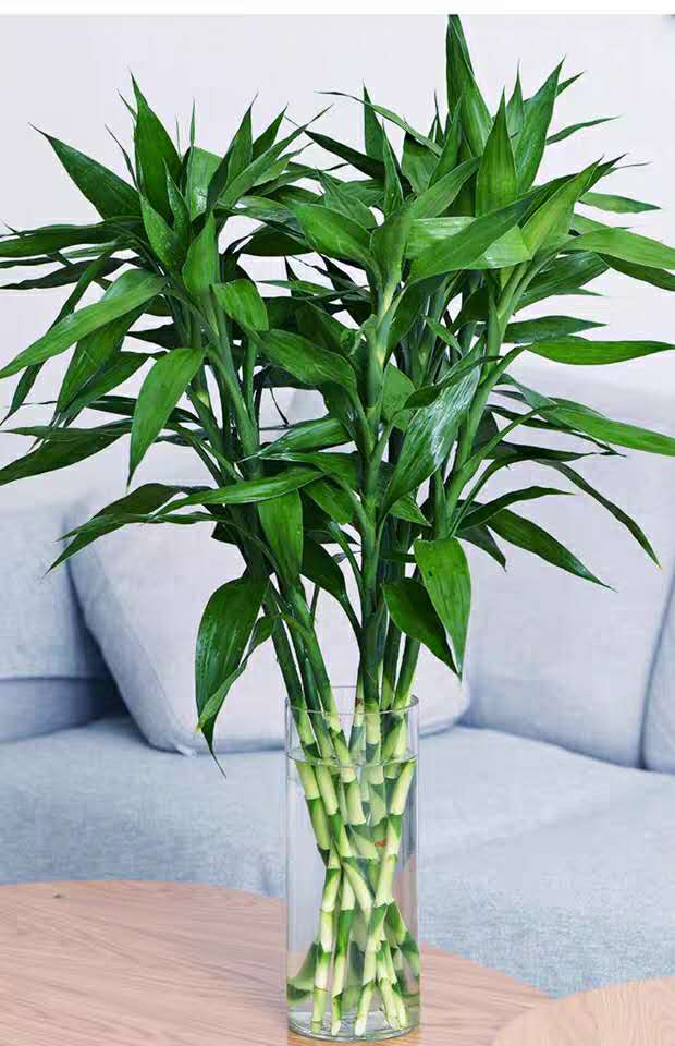 大叶粗根富贵竹水竹水培植物盆栽绿植花卉室内客厅水养带根观音竹