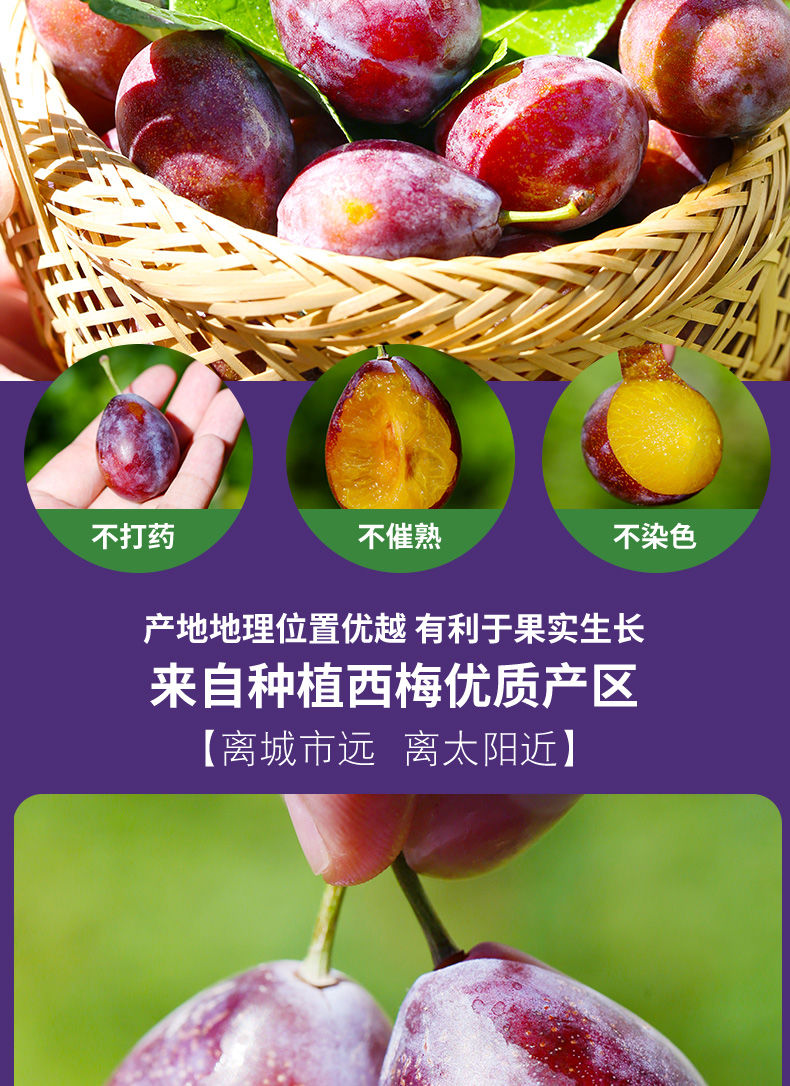 大西梅新鲜水果四川李子超甜纯甜应孕妇季水果现摘现发 纯甜西梅