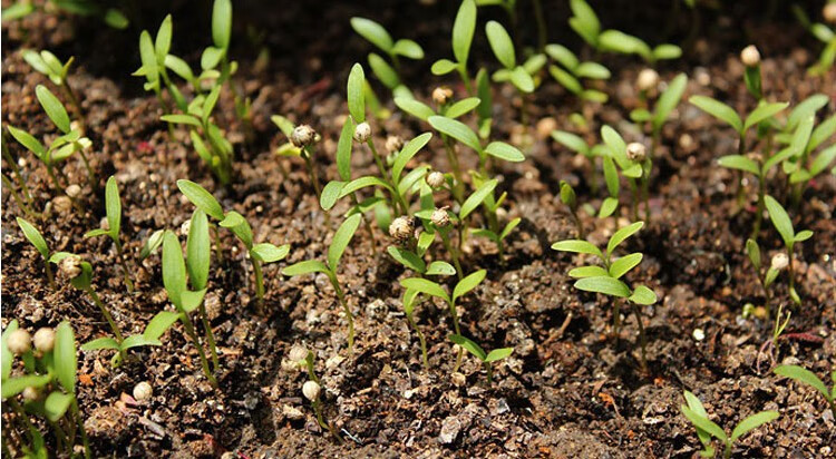 香菜小苗长的叶是芽叶,过2个礼拜左右开始长出真叶小苗生长过程中,2-3