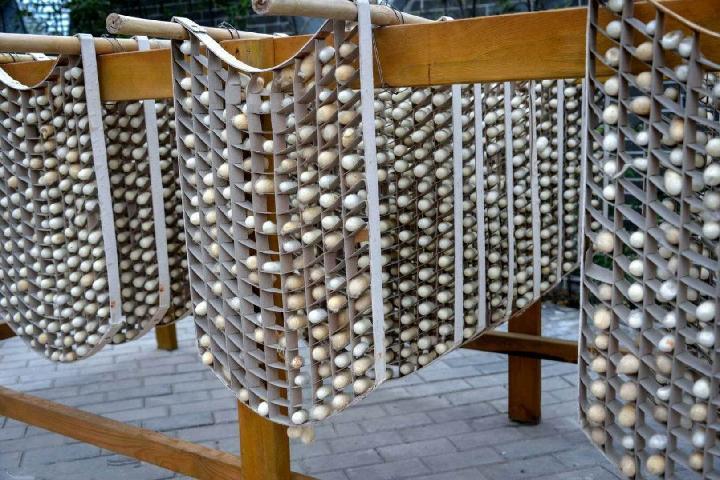 【好运马】蚕宝宝吐丝专用 结茧簇方格吐丝上架道具结茧簇养蚕吐丝网