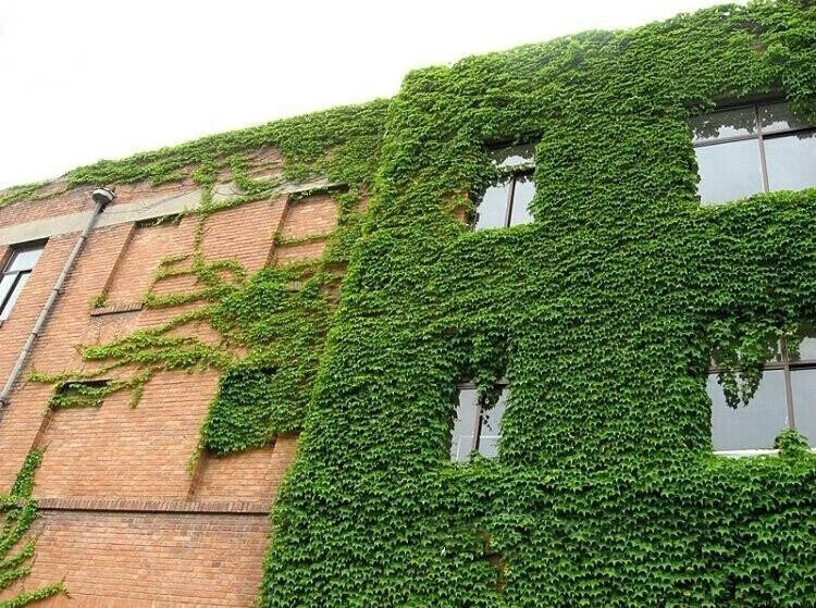 爬山虎树苗爬藤植物攀援爬墙植物盆栽藤蔓藤本植物庭院围墙观赏花卉