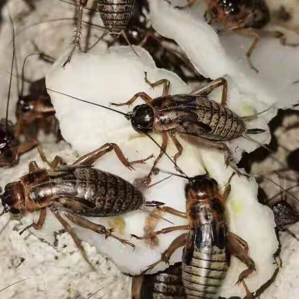 伟博油葫芦,活体油葫芦,蟋蟀 油葫芦一斤【图片 价格 品牌 报价】