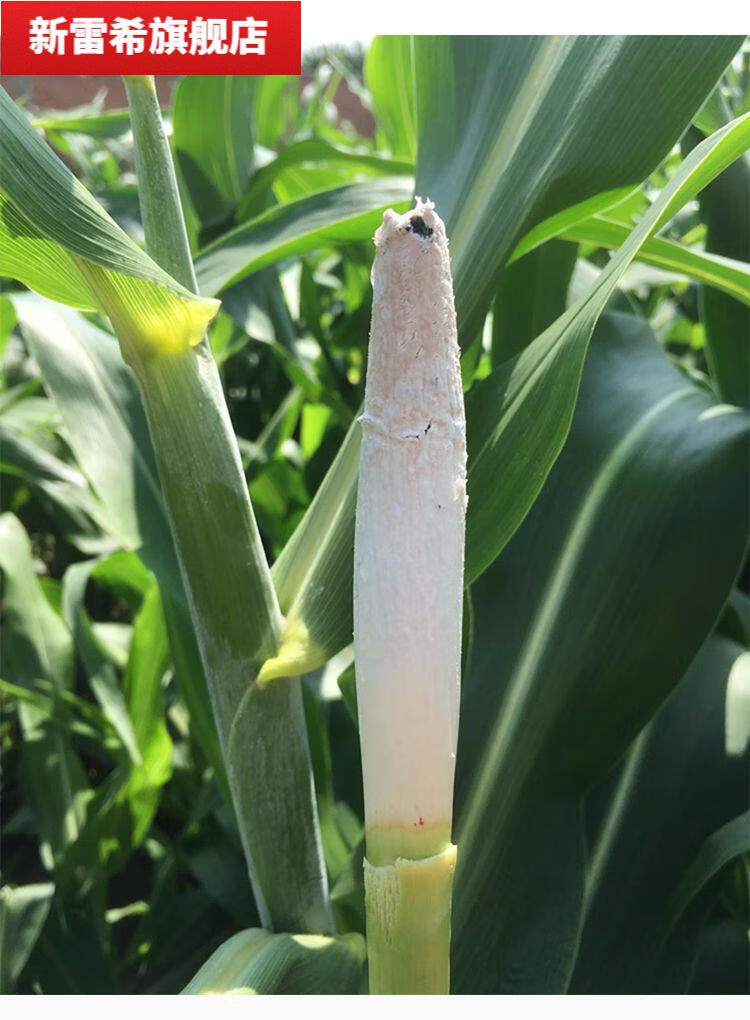 高粱乌米 东北农家特产高粱乌米去皮现摘新鲜青皮绿茬带皮蔬菜速冻