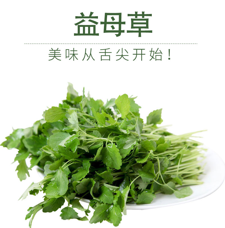 益母草新鲜坤草野菜女性修养生理期需要500g新鲜益母草菜鲜蔬菜 2斤