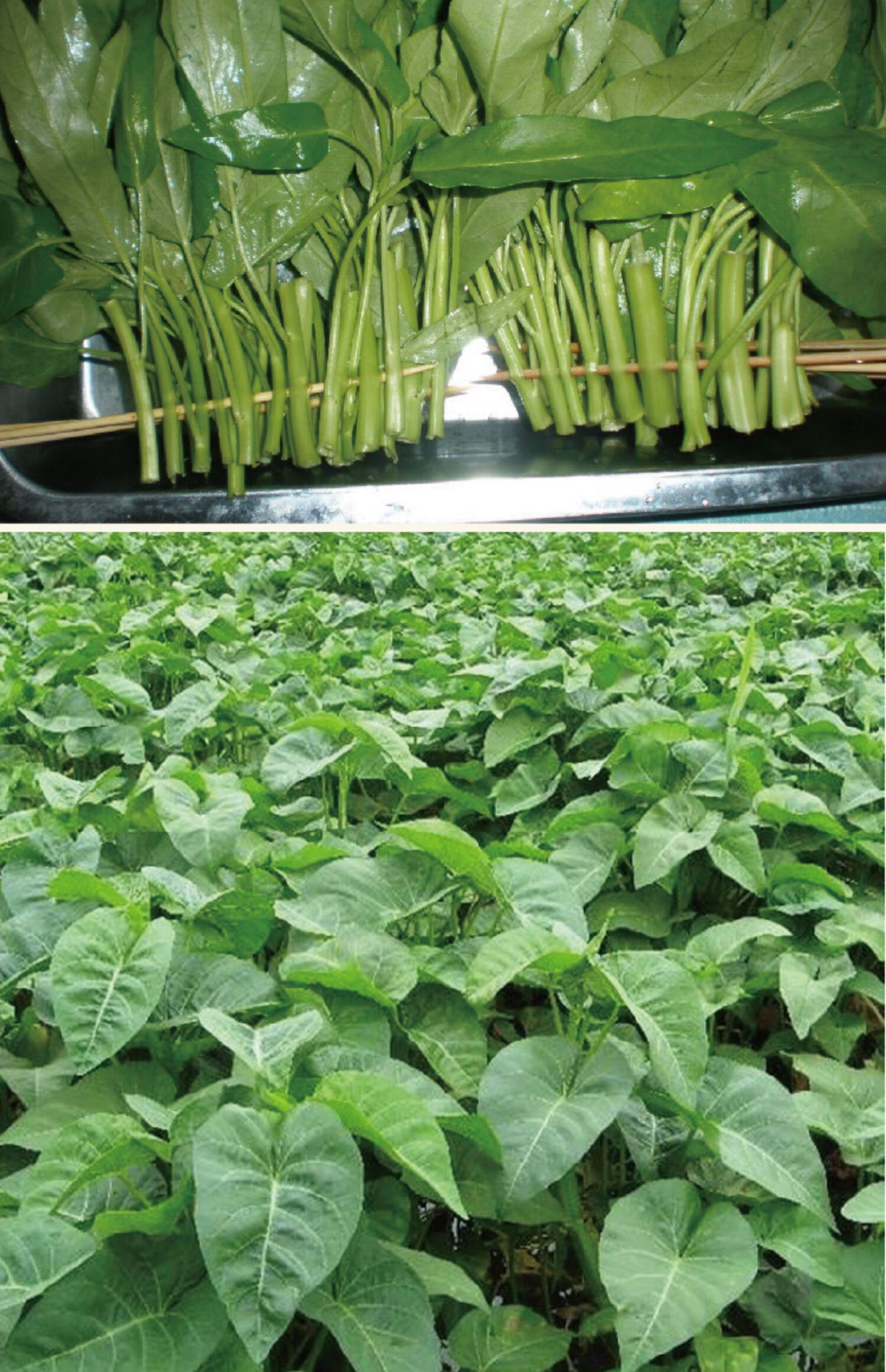 大叶空心菜种子四季播菜籽阳台盆栽家庭院可水培蔬菜种孑青菜种籽 大