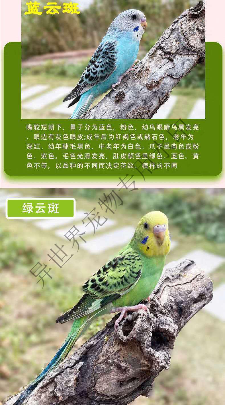 玄凤鹦鹉活鸟虎皮鹦鹉观赏鸟说话鸟小鸟活物鸟类活体家养鸟宠物鸟