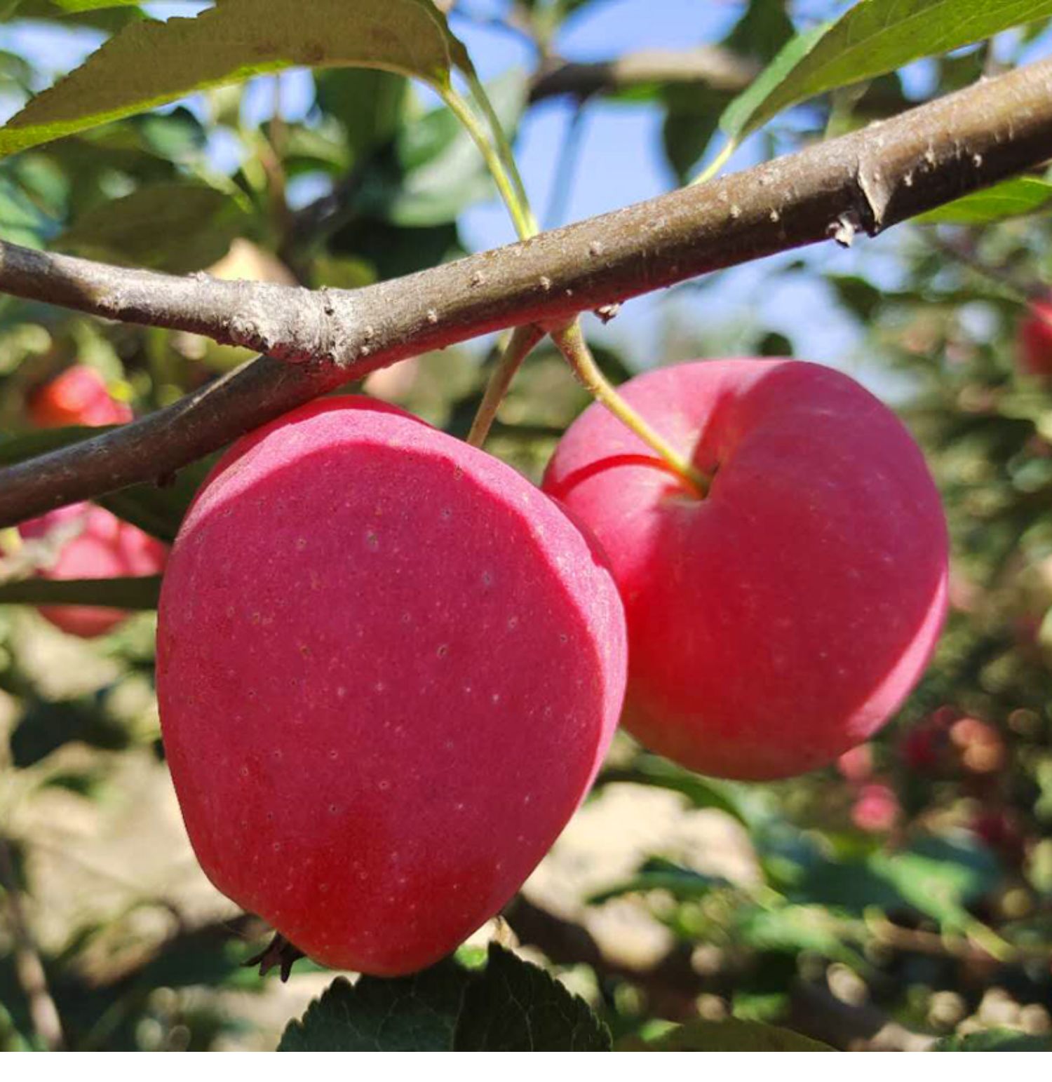 东北特产鸡心果锦绣海棠果小苹果沙果酸甜脆新鲜水果10斤